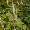 Actaea simp. 'Atropurpurea' Pot 9 cm