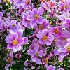 Anemone hyb. 'Hadspen Abundance' Pot 9 cm