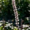 Actaea simp. 'Brunette' Pot 9 cm