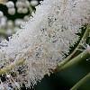 Actaea simp. 'White Pearl' Pot 9 cm