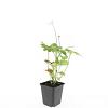 Anemone hyb. 'Honorine Jobert' Pot 9 cm