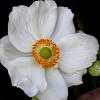 Anemone hyb. 'Honorine Jobert' Pot 9 cm