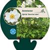 Anemone hyb. 'Honorine Jobert' Pot 9 cm