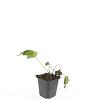 Anemone hyb. 'Honorine Jobert' Pot 9 cm