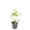 Anemone hyb. 'Honorine Jobert' Pot 9 cm