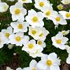 Anemone hyb. 'Honorine Jobert' Pot 9 cm