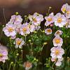 Anemone hyb. 'Königin Charlotte' Pot 9 cm