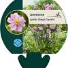 Anemone hyb. 'Königin Charlotte' Pot 9 cm