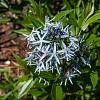 Amsonia tabernaemontana salicifolia Pot 9 cm