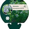 Amsonia tabernaemontana salicifolia Pot 9 cm