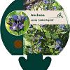 Anchusa azurea 'Loddon Royalist' Pot 9 cm