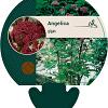Angelica gigas Pot 9 cm