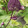 Angelica gigas Pot 9 cm