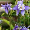 Aquilegia f. 'Ministar' Pot 9 cm
