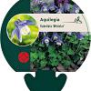 Aquilegia f. 'Ministar' Pot 9 cm