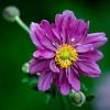 Anemone hyb. 'Pamina' Pot 9 cm