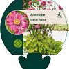 Anemone hyb. 'Pamina' Pot 9 cm