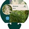 Aruncus dioicus Pot 9 cm