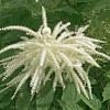 Aruncus dioicus Pot 9 cm