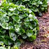 Asarum europaeum Pot 9 cm