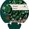 Asarum europaeum Pot 9 cm