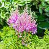 Astilbe (A) 'Amethyst' Pot 9 cm