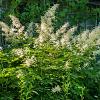 Astilbe (J) 'Deutschland' Pot 9 cm