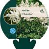 Astilbe (J) 'Deutschland' Pot 9 cm