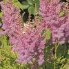 Astilbe (A) 'Erika' Pot 9 cm