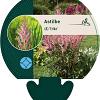 Astilbe (A) 'Erika' Pot 9 cm