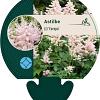 Astilbe (J) 'Europa' Pot 9 cm