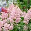 Astilbe (J) 'Europa' Pot 9 cm
