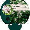 Astrantia major Pot 9 cm
