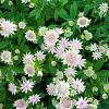 Astrantia major Pot 9 cm