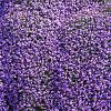 Aubrieta 'Cascade Blue' Pot 9 cm