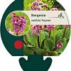 Bergenia cordifolia 'Purpurea' Pot 9 cm
