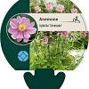 Anemone hyb. 'Serenade' Pot 9 cm