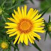 Buphthalmum salicifolium Pot 9 cm