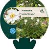 Anemone hyb. 'Whirlwind' Pot 9 cm