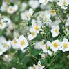 Anemone hyb. 'Whirlwind' Pot 9 cm