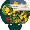 Caltha palustris Pot 9 cm