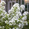 Campanula lact. 'White Pouffe' Pot 9 cm