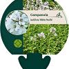 Campanula lact. 'White Pouffe' Pot 9 cm