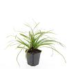 Carex morrowii 'Ice Dance' Pot 9 cm