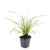 Carex morrowii 'Ice Dance' Pot 9 cm
