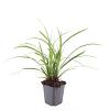 Carex morrowii 'Ice Dance' Pot 9 cm