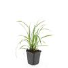 Carex morrowii 'Ice Dance' Pot 9 cm
