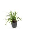 Carex morrowii 'Irish Green' Pot 9 cm