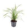 Carex morrowii 'Irish Green' Pot 9 cm