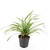 Carex morrowii 'Irish Green' Pot 9 cm